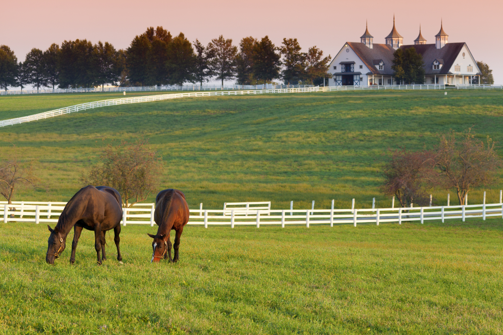 searching for a new stable