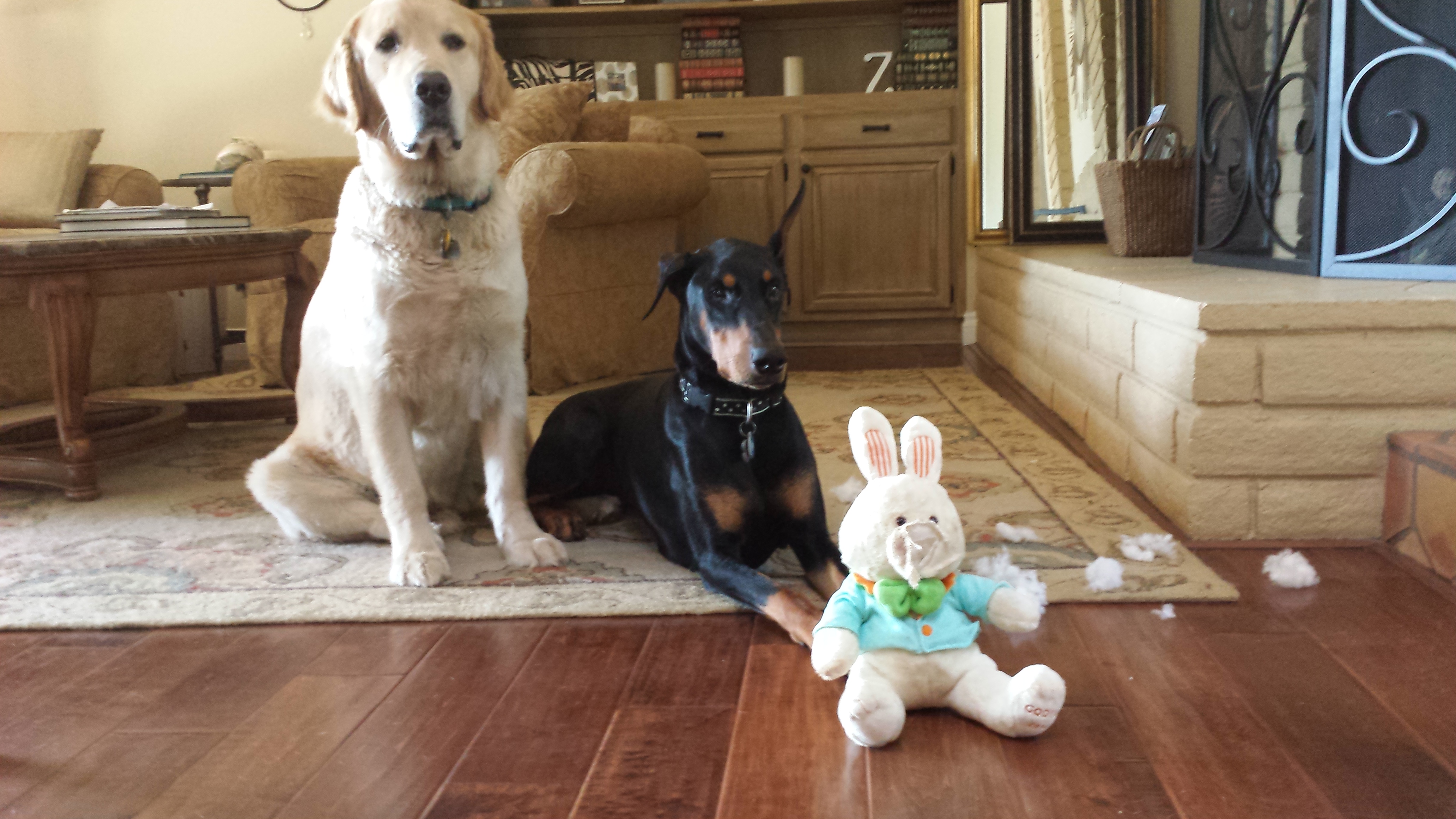 The broke into the house while I was at work yesterday. They not only ate the nose off the Godiva Easter Bunny which was a gift from my student, but they ate the few remaining chocolate eggs the bunny was holding! The nerve.