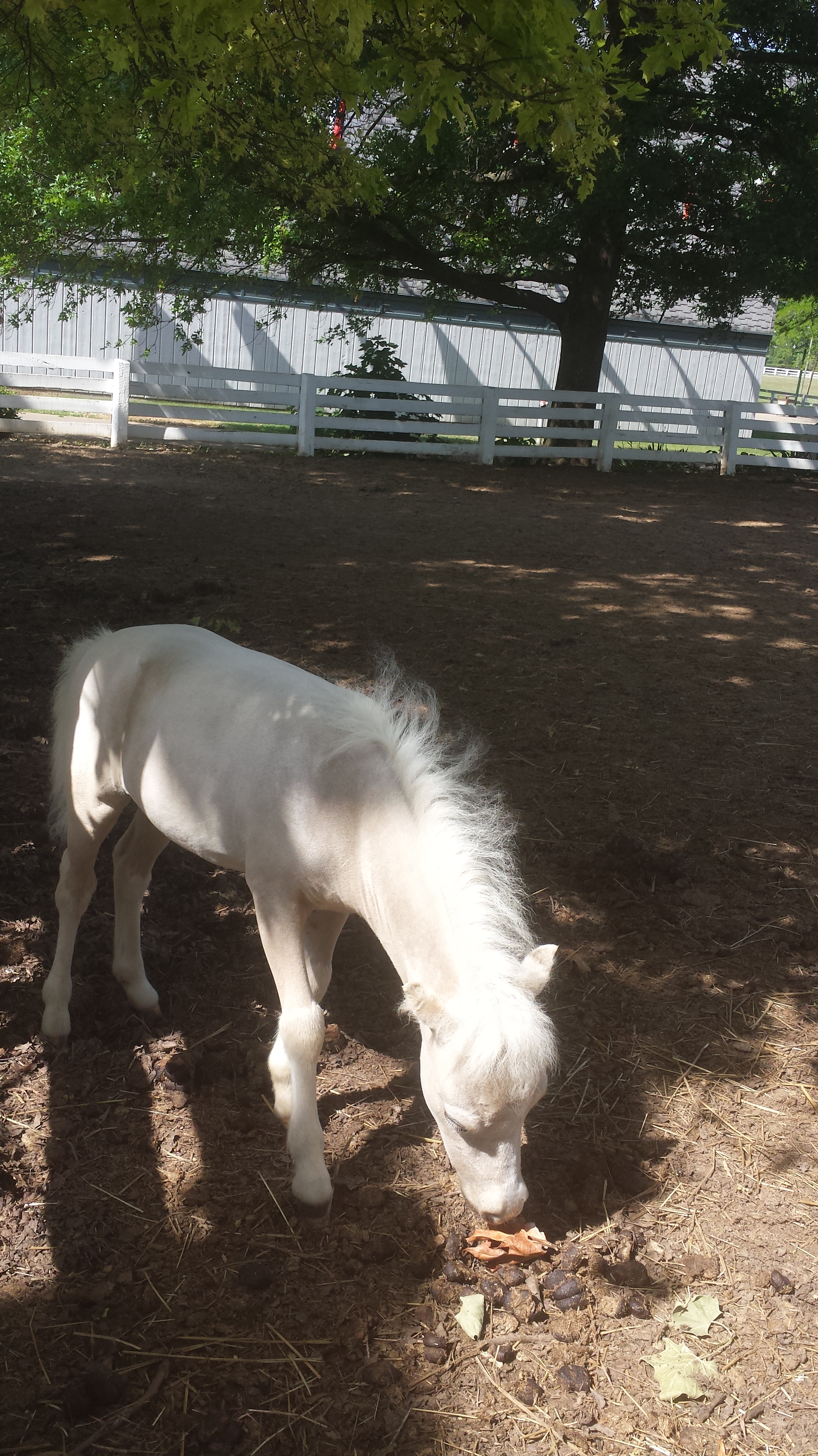 Kentucky Horse Park