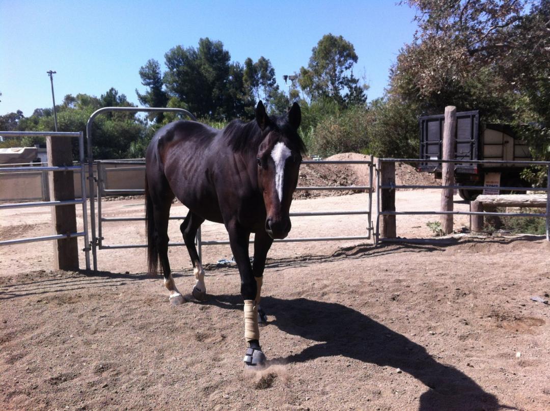 Horses in the Morning