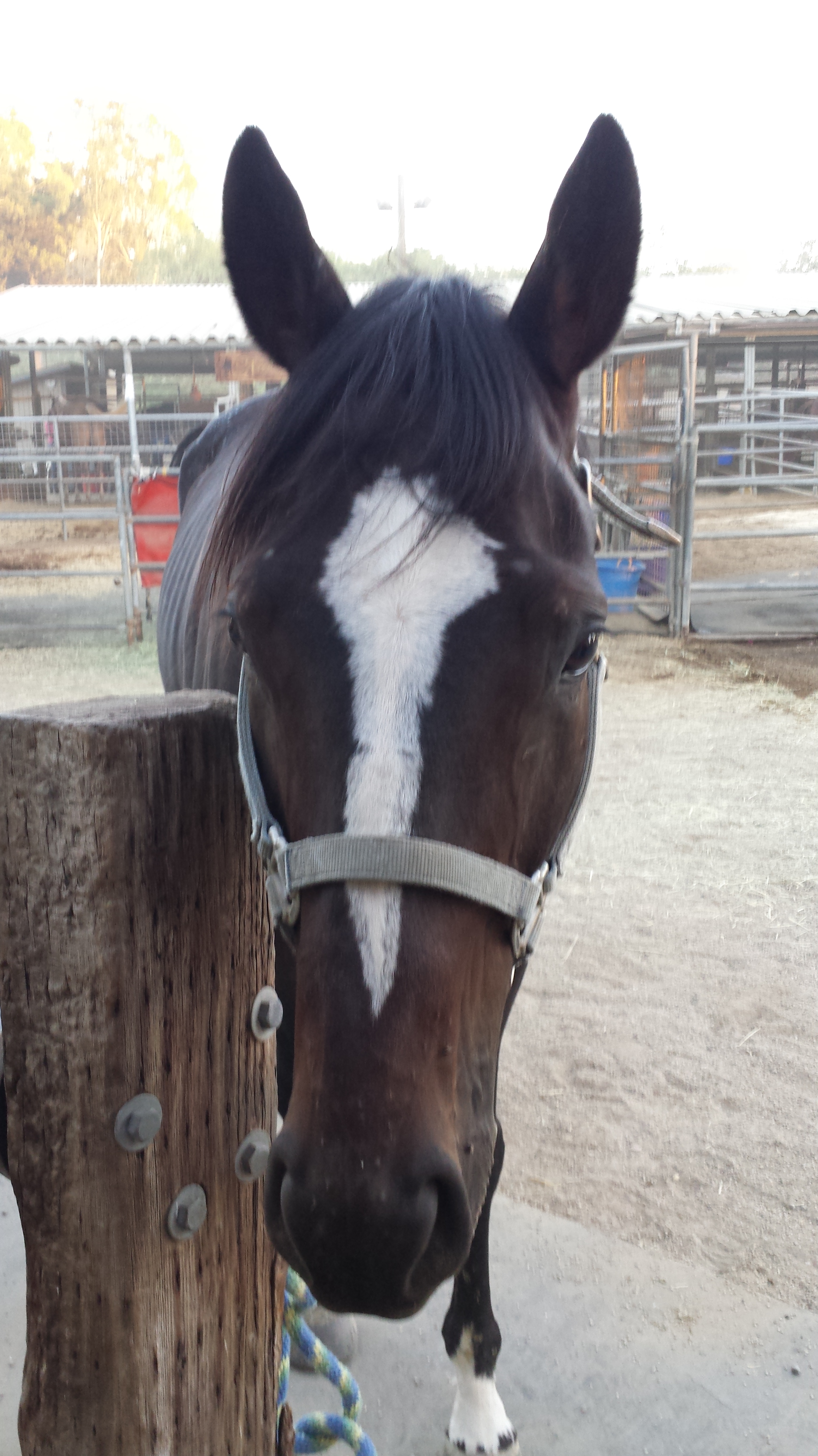 first lesson on new horse