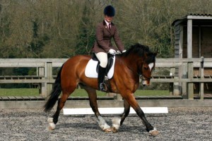 dressage with my OTTB