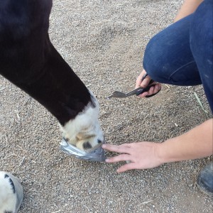 how to wrap a hoof