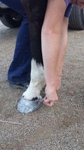 how to wrap a hoof