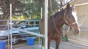 dog meets the horse