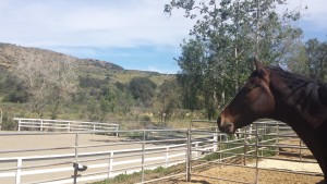 new barn