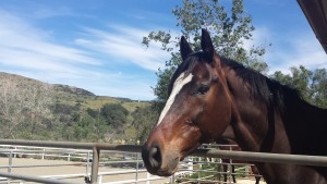 new barn