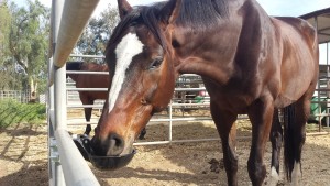 new barn