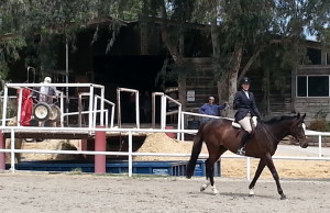 OTTB first horse show