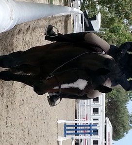 OTTB first horse show