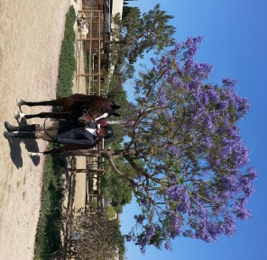 OTTB first horse show