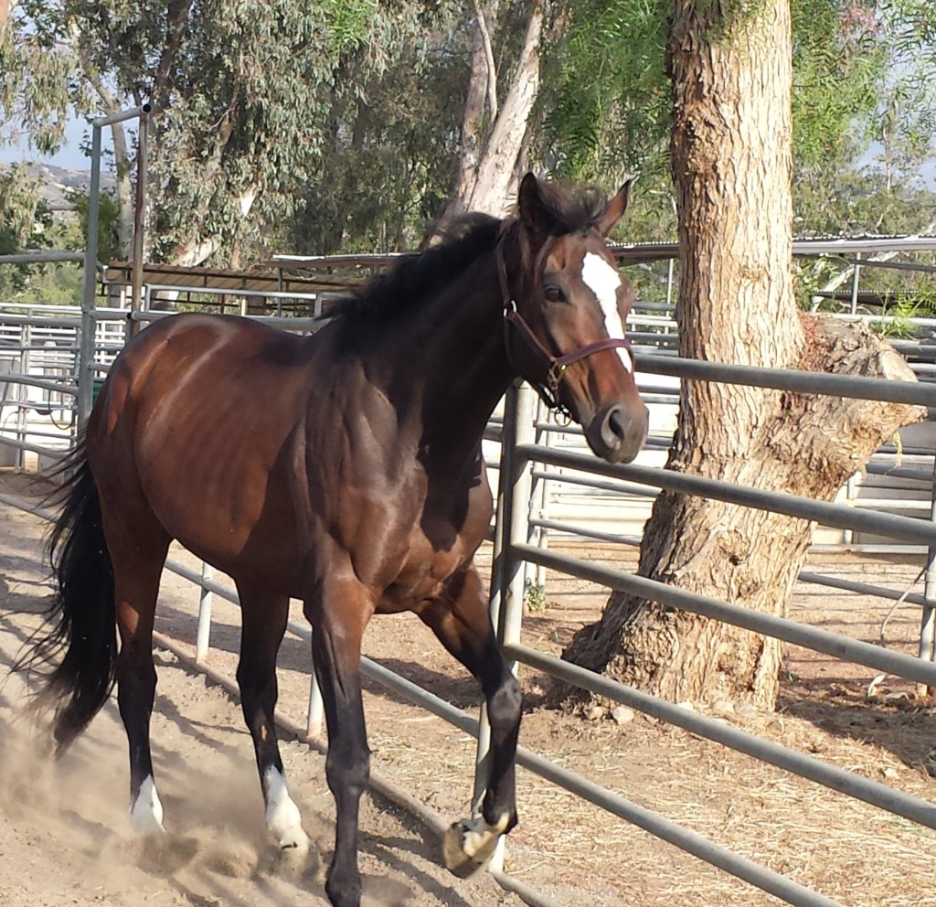 Counting down the days 'til this OTTB makes his horse show debut!