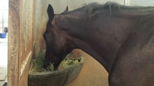 OTTB first horse show