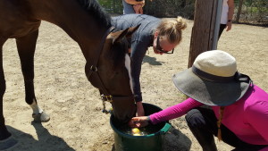 Interested in the apples, but not in bobbing for them in the previously-bobbed-in water.