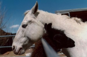 Horses and Llamas best