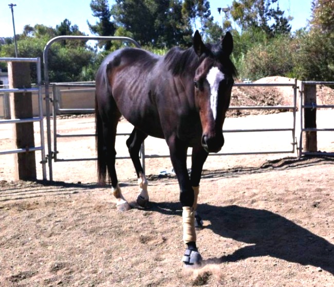 before photo of ex-racehorse