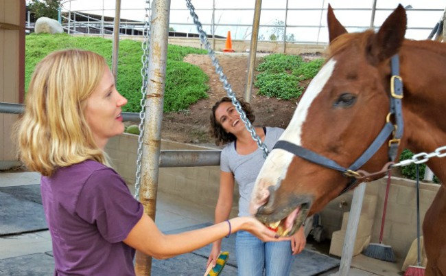 Saddle Seeks Horse and Me Jump Pretty