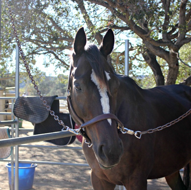 Ecovet fly spray