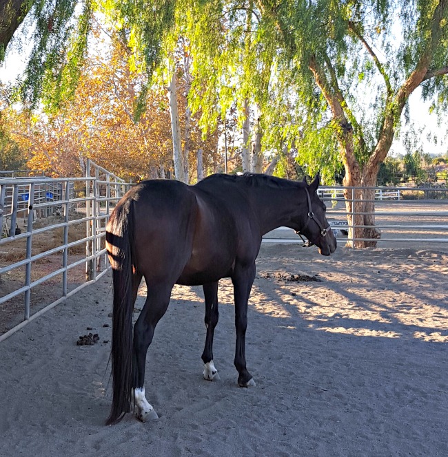 Colic Weather Turn Out