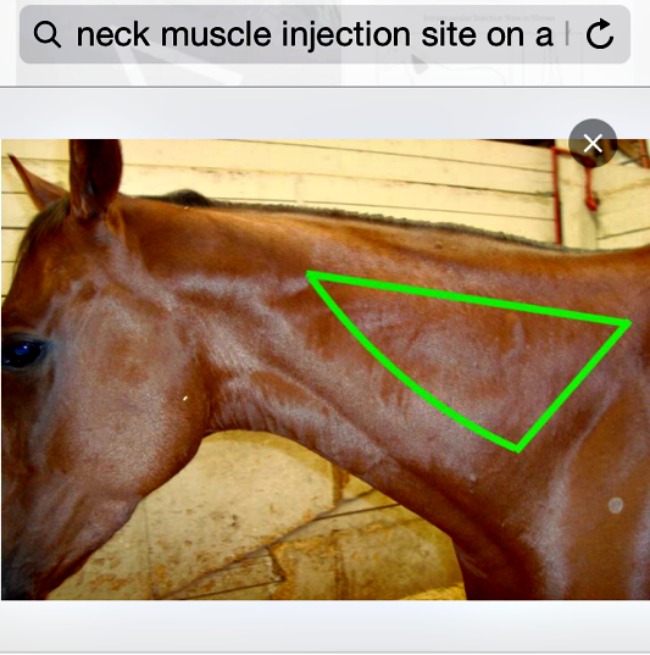 horse neck muscle injection site