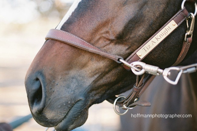 Relational Horse Photography