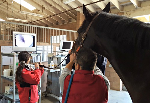 scoping a horse