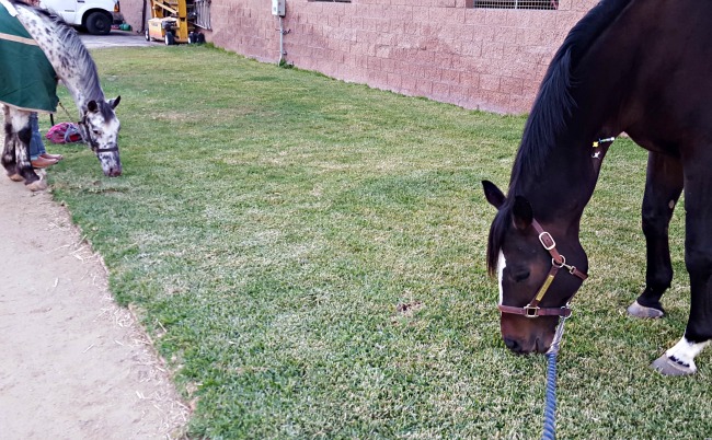 hand grazing