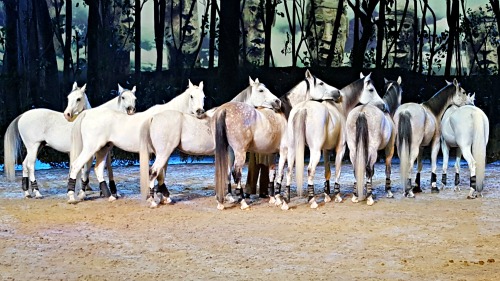 Odysseo Arabians at Liberty