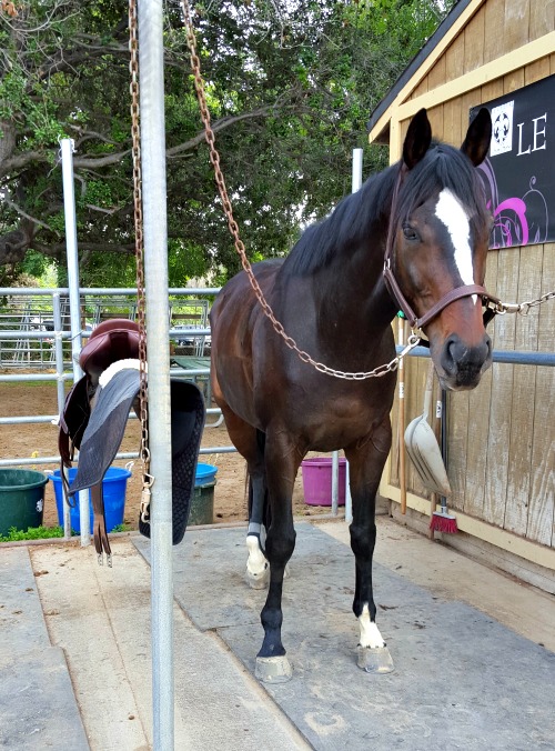 horse show