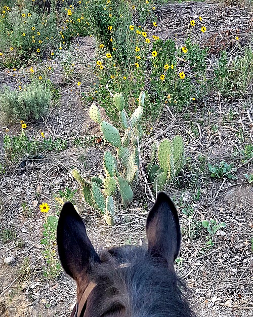 trail ride