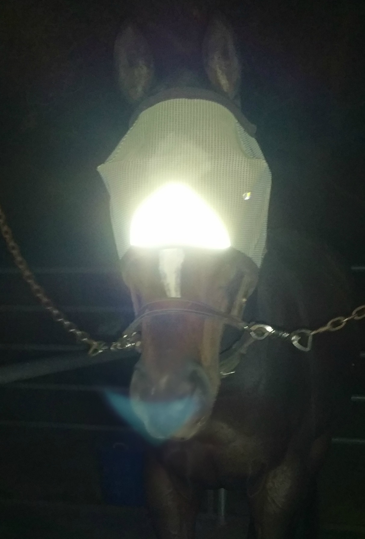 reflective fly mask