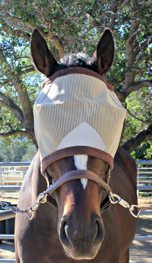 Pro Force Equine Fly Mask