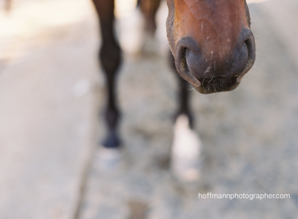 Make friends with a Thoroughbred and you too can kiss an adorable nose like this. (Photo Credit: Horses Who Love)