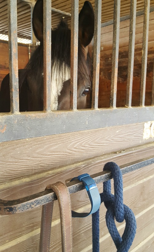 garmin for horseback riding