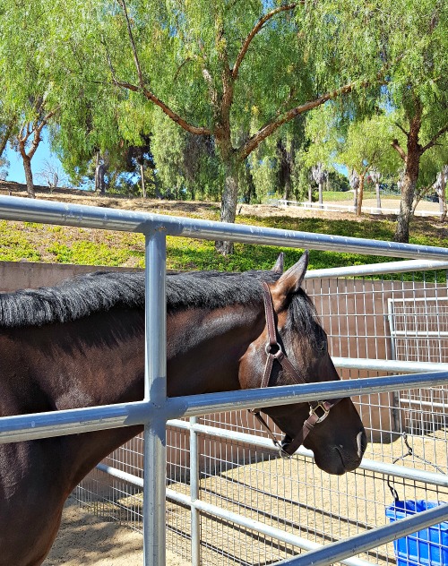 Scope for Equine Ulcers