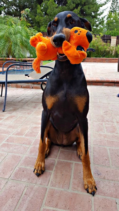 I couldn't fit a 4Knines seat cover in my suitcase, but Missie is enjoying the toy from the company. 