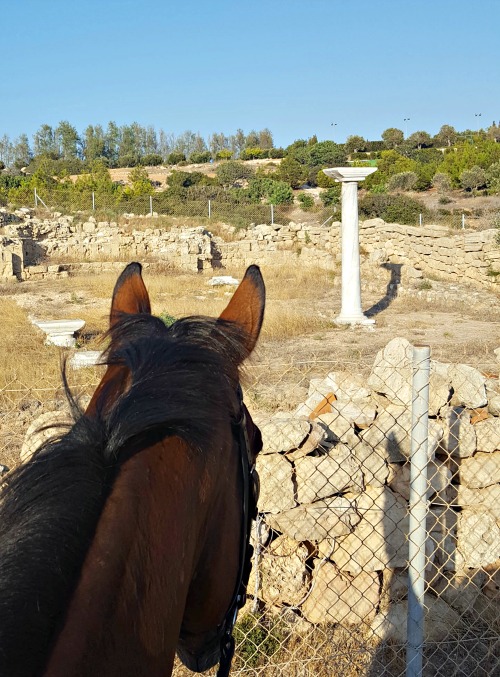 Horse Riding Cyprus 2