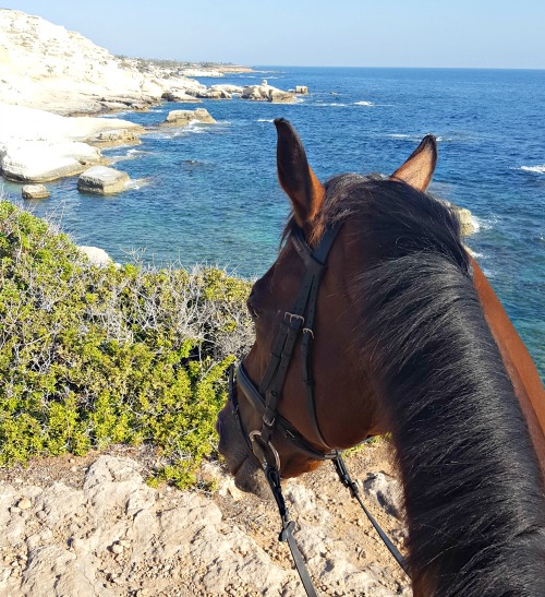 Horse Riding Cyprus