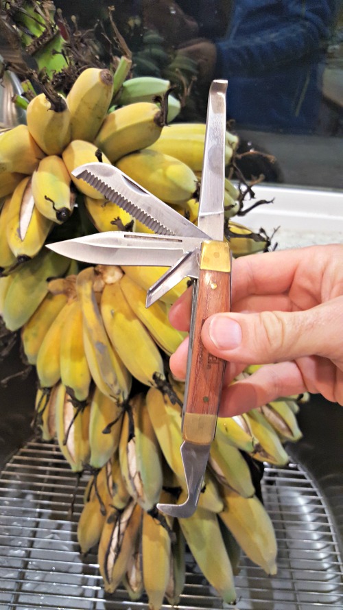 Our banana tree was ready to harvest when we got home. We did not use the new knife to remove bananas.