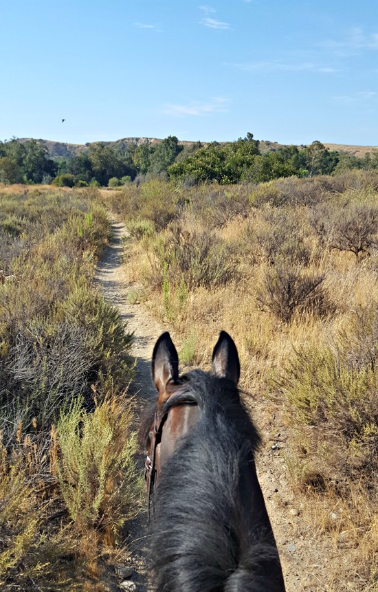 southern california trail ride saddle seeks horse