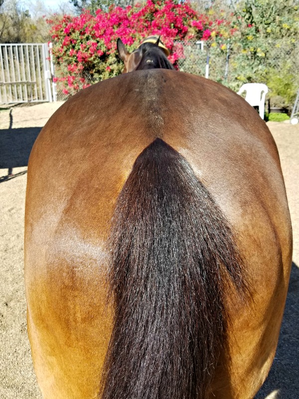 Thoroughbred hindquarters conformation shot.