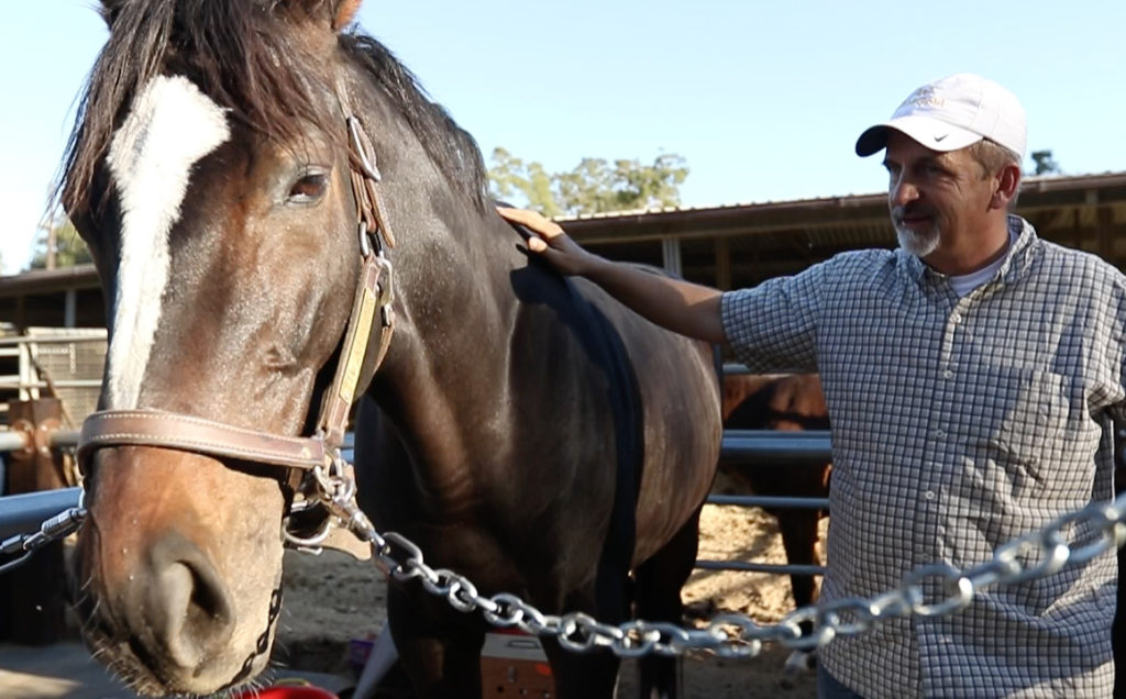 Masterson Method practitioner working on a bay horse.