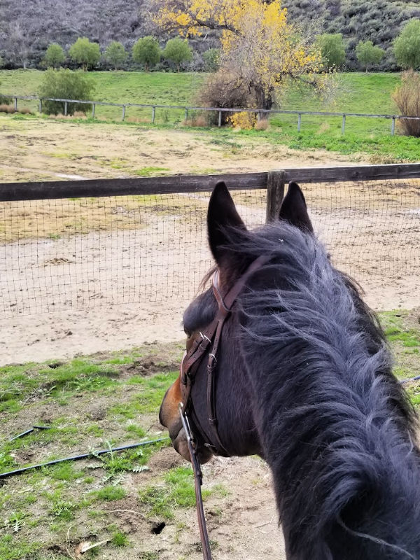 between ear view on a bay horse looking at a muddy field with mountain in the background