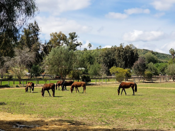 mares graze in a pasture on a California horse farm