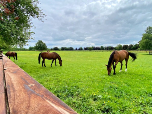 Irish National Stud