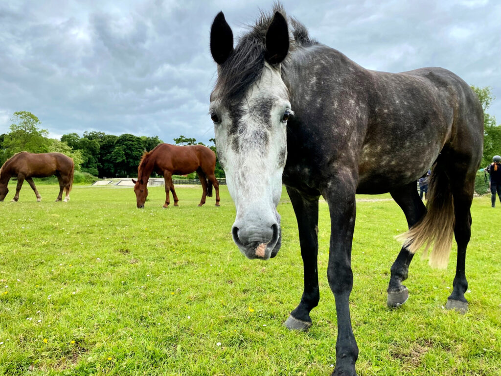 gray horse in a green field in Ireland