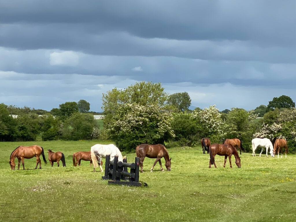 white and brown horses grazing in an Irish field