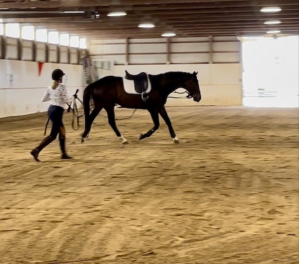 female equestrian in an arena ground driving a tacked up bay horse