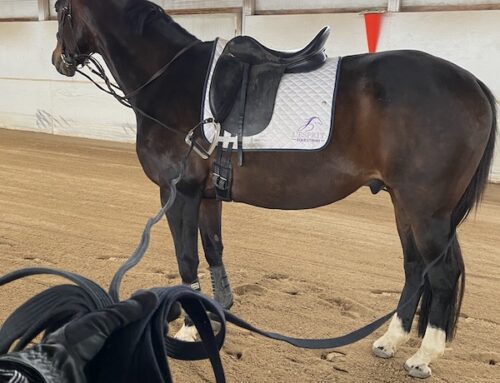 Ground Driving My Horse: The Why