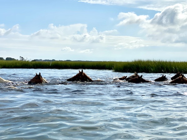 Chincoteague Pony swim Pony Penning Week